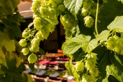 Biergarten Schlechterbräu Lindau